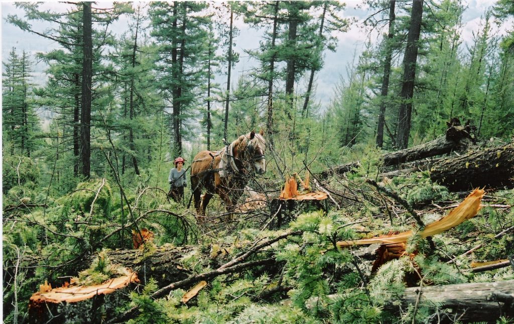 History of a Douglas fir forest